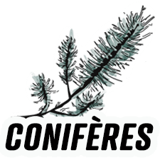 Diffuseurs pour voiture - Funky & Co.